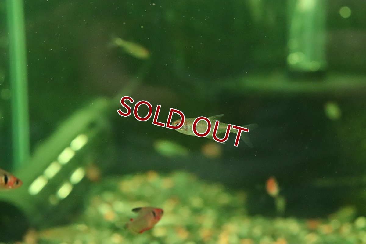 画像2: 【淡水魚】【通販】新着 スリナム共和国 ダイヤモンドヘミグラムステトラ パラリバースリナム産 ワイルド【１匹サンプル画像(生体)(熱帯魚)NKCK (2)