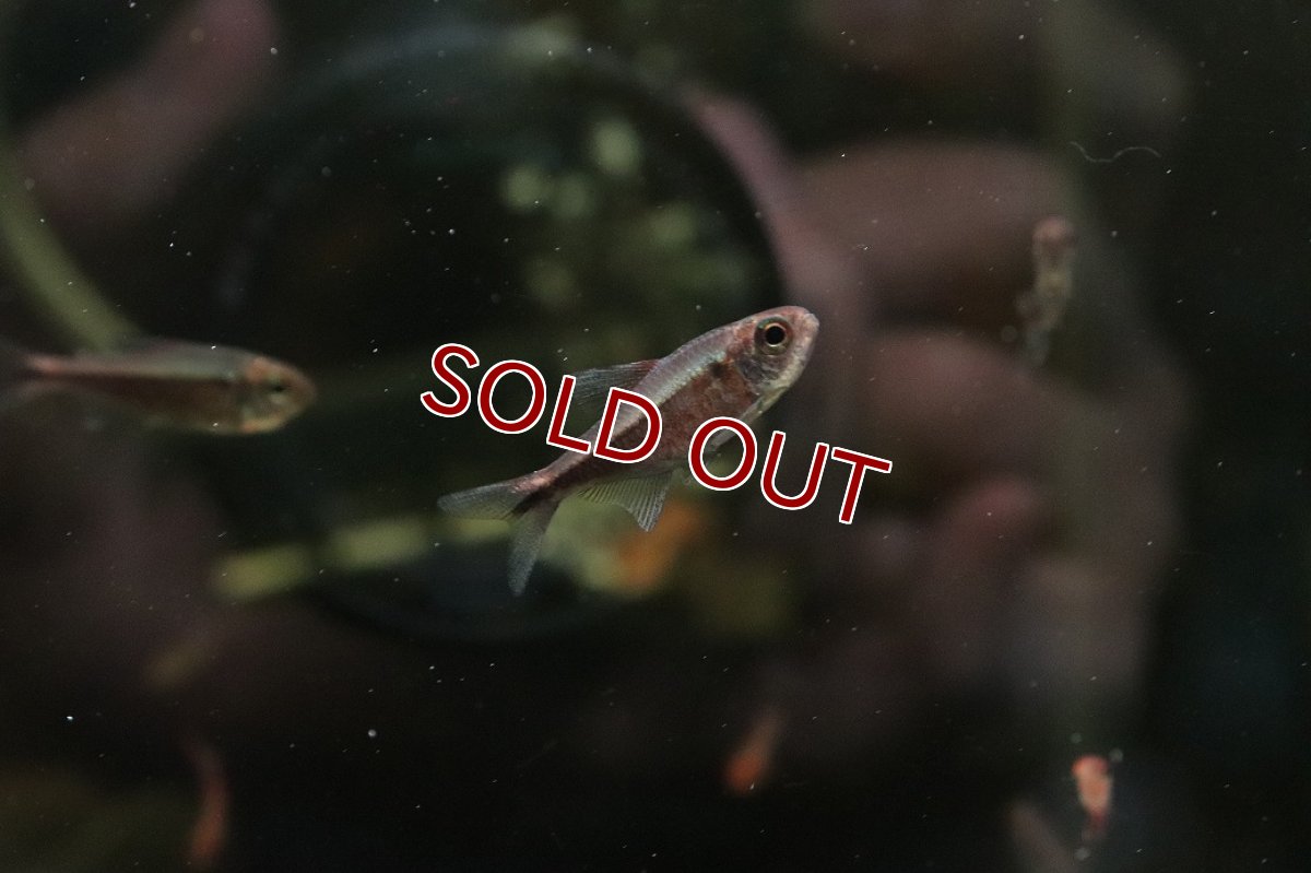 画像2: 【淡水魚】【通販】特価 モンクホーシャ ルブラ【１匹 サンプル画像】(珍カラ)(生体)(熱帯魚)NKCK (2)