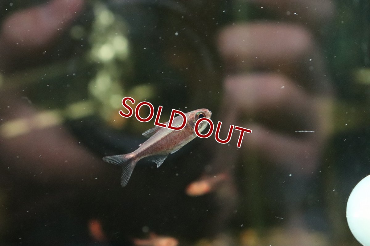 画像3: 【淡水魚】【通販】特価 モンクホーシャ ルブラ【１匹 サンプル画像】(珍カラ)(生体)(熱帯魚)NKCK (3)