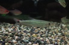 画像1: 【淡水魚】【通販】オーロライグアノディクタス トロンベタス産 ワイルド【１匹 サンプル画像】(珍カラ)(生体)(熱帯魚)NKCK (1)