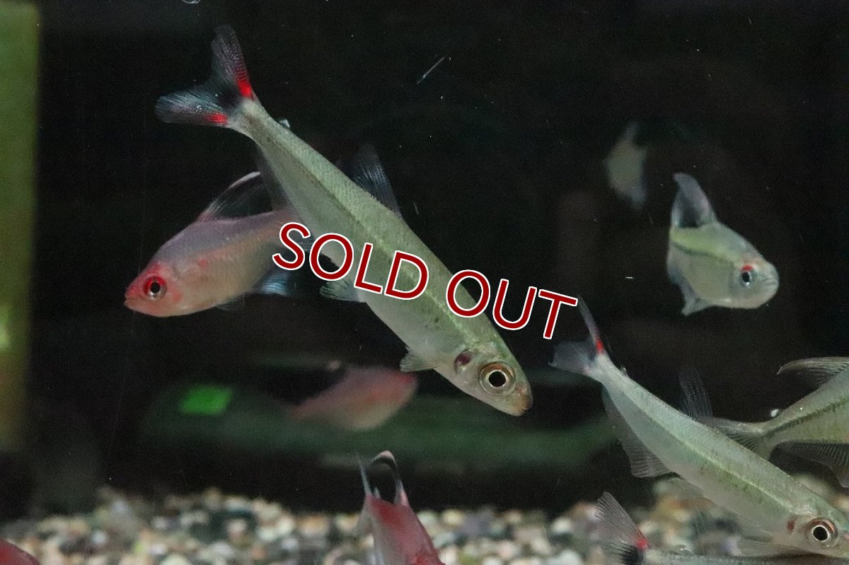 画像2: 【淡水魚】【通販】オーロライグアノディクタス トロンベタス産 ワイルド【１匹 サンプル画像】(珍カラ)(生体)(熱帯魚)NKCK (2)