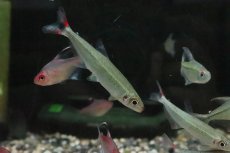 画像2: 【淡水魚】【通販】オーロライグアノディクタス トロンベタス産 ワイルド【１匹 サンプル画像】(珍カラ)(生体)(熱帯魚)NKCK (2)