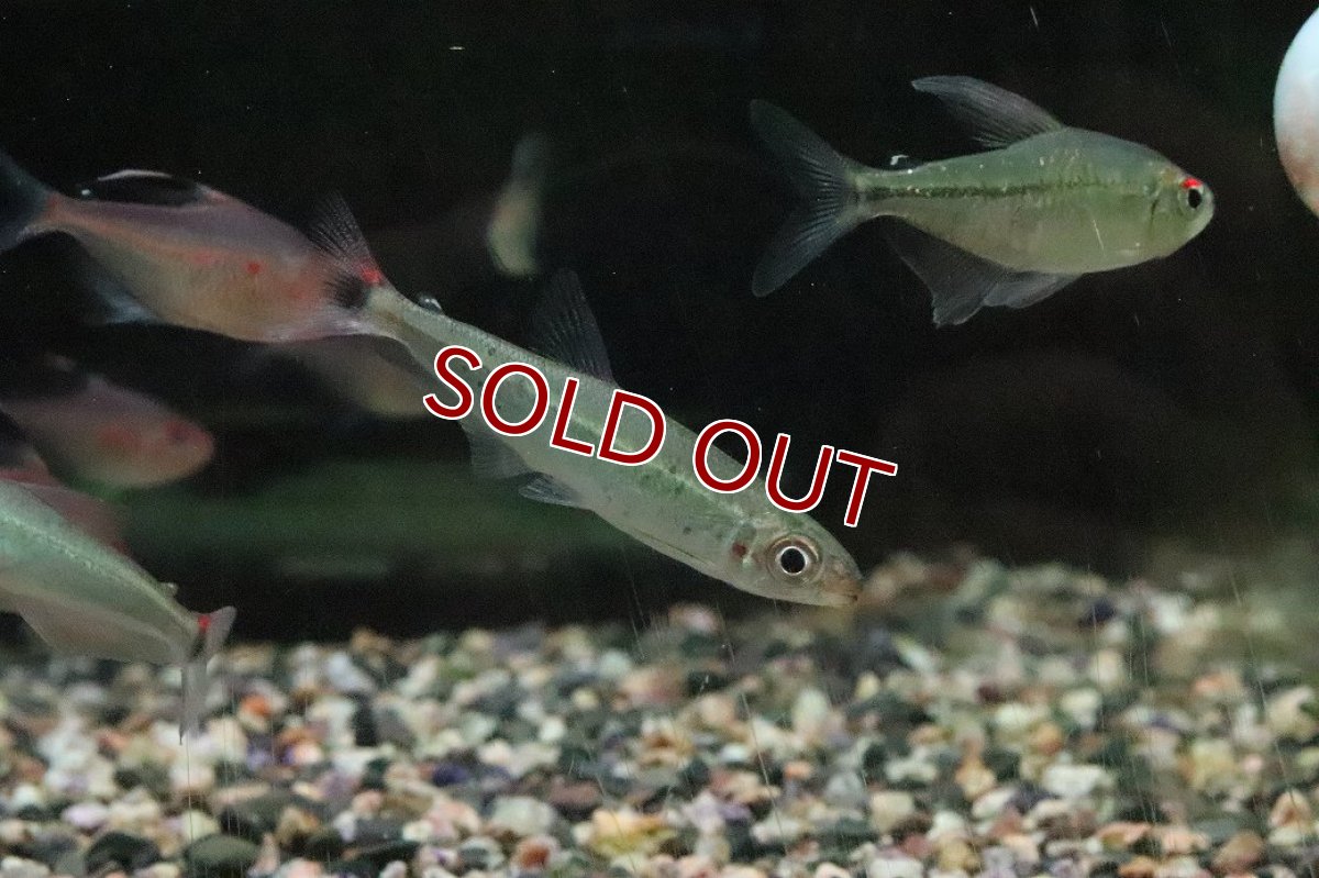 画像3: 【淡水魚】【通販】オーロライグアノディクタス トロンベタス産 ワイルド【１匹 サンプル画像】(珍カラ)(生体)(熱帯魚)NKCK (3)