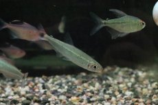 画像3: 【淡水魚】【通販】オーロライグアノディクタス トロンベタス産 ワイルド【１匹 サンプル画像】(珍カラ)(生体)(熱帯魚)NKCK (3)