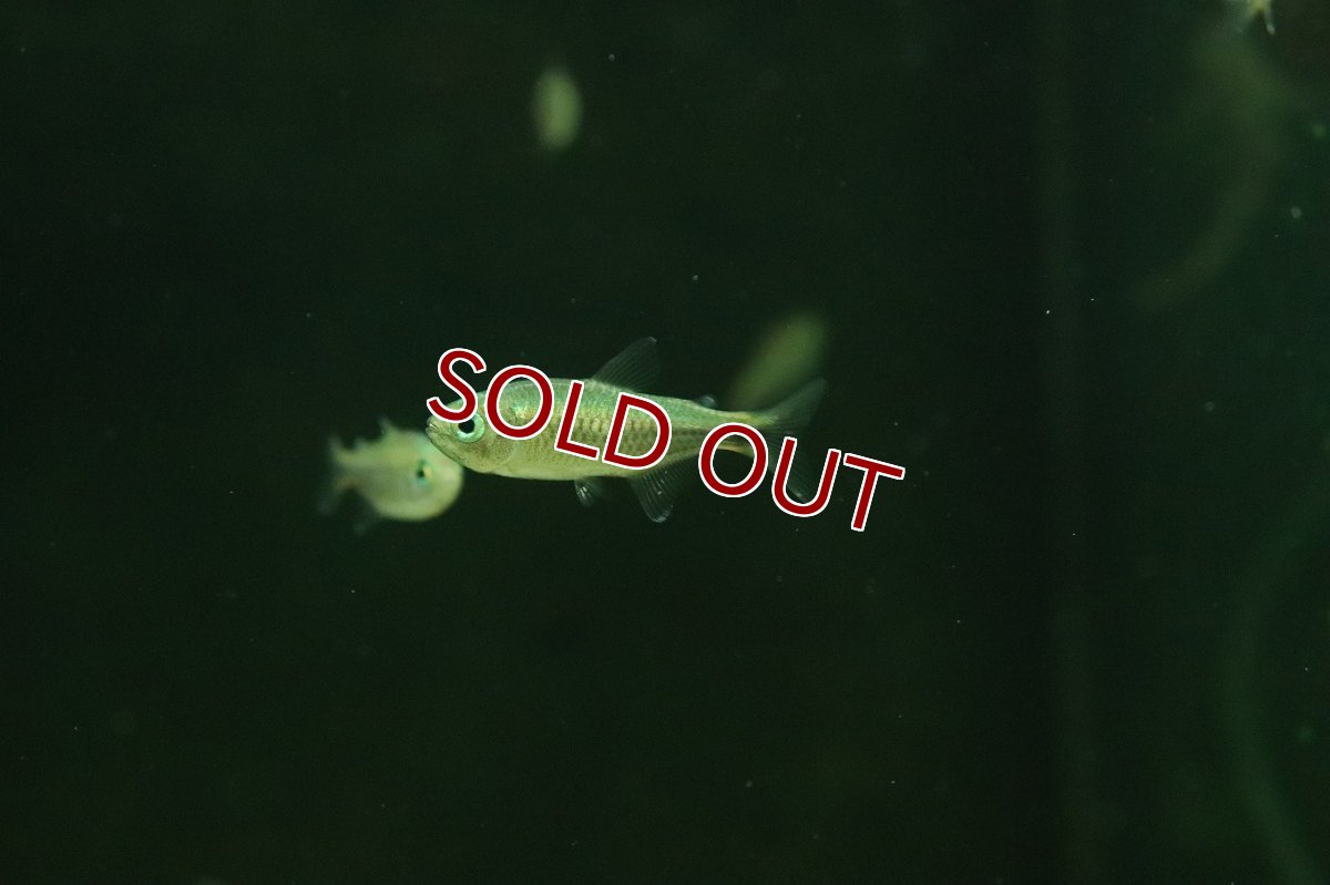 画像1: 【淡水魚】【通販】パープルレインボーコギャルテトラ【１匹 サンプル画像】(珍カラ)(生体)(熱帯魚)NKＣＫ (1)