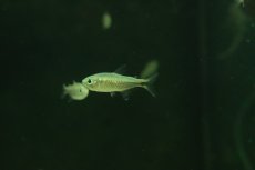 画像1: 【淡水魚】【通販】パープルレインボーコギャルテトラ【１匹 サンプル画像】(珍カラ)(生体)(熱帯魚)NKＣＫ (1)