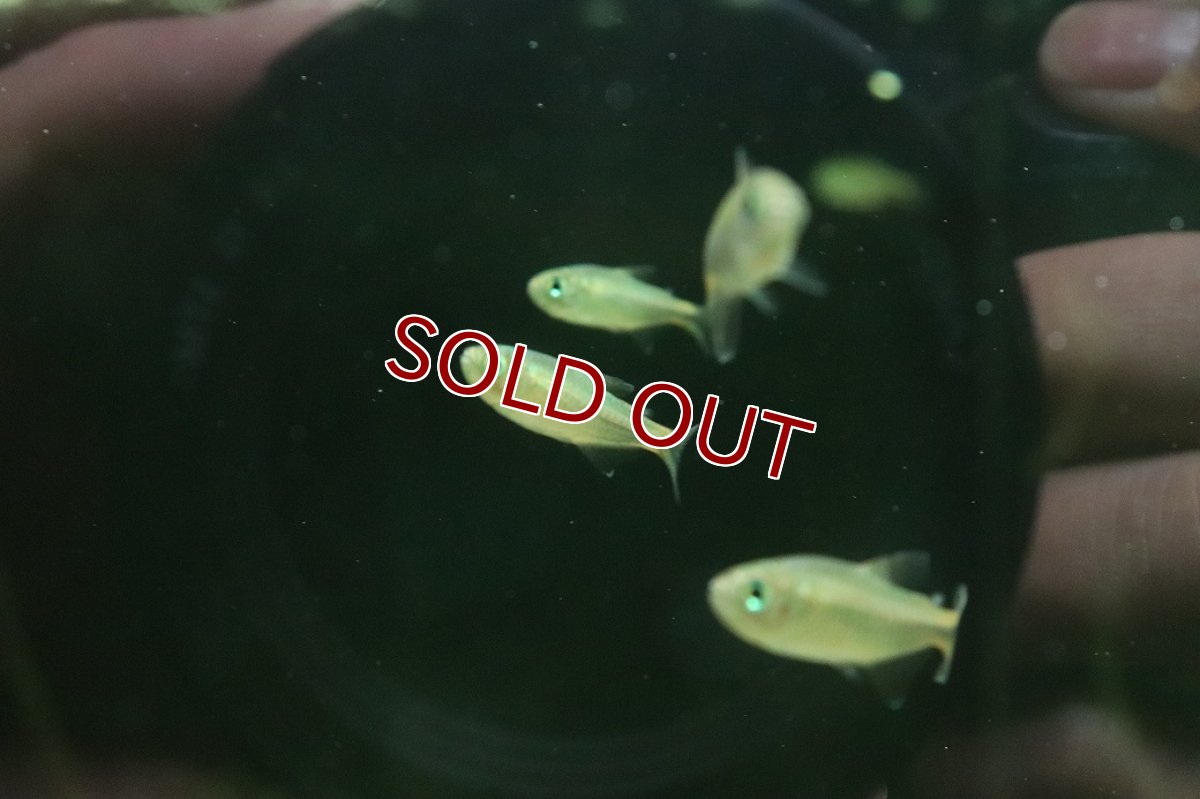 画像2: 【淡水魚】【通販】パープルレインボーコギャルテトラ【１匹 サンプル画像】(珍カラ)(生体)(熱帯魚)NKＣＫ (2)