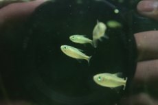 画像2: 【淡水魚】【通販】パープルレインボーコギャルテトラ【１匹 サンプル画像】(珍カラ)(生体)(熱帯魚)NKＣＫ (2)