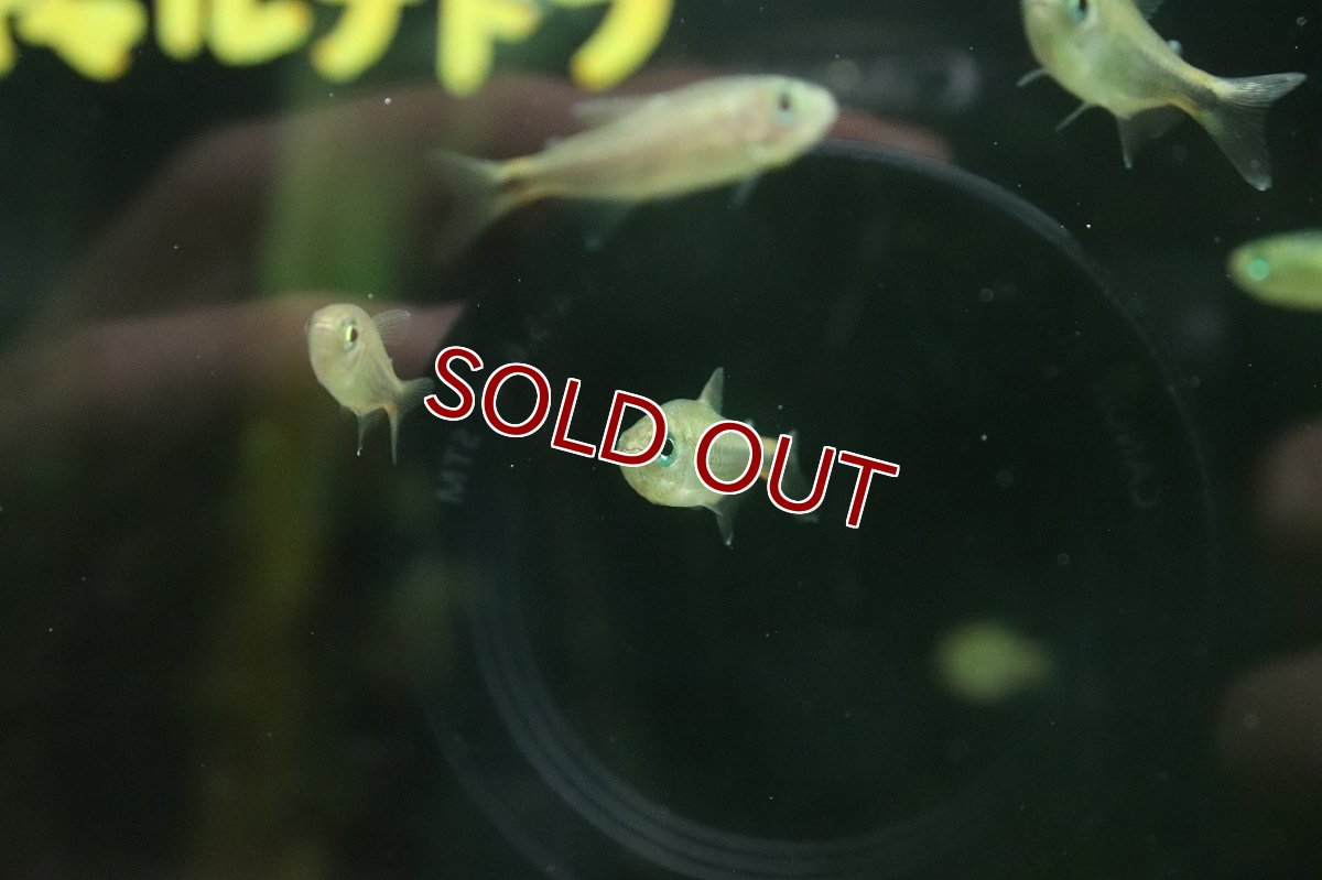 画像3: 【淡水魚】【通販】パープルレインボーコギャルテトラ【１匹 サンプル画像】(珍カラ)(生体)(熱帯魚)NKＣＫ (3)