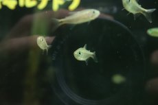 画像3: 【淡水魚】【通販】パープルレインボーコギャルテトラ【１匹 サンプル画像】(珍カラ)(生体)(熱帯魚)NKＣＫ (3)