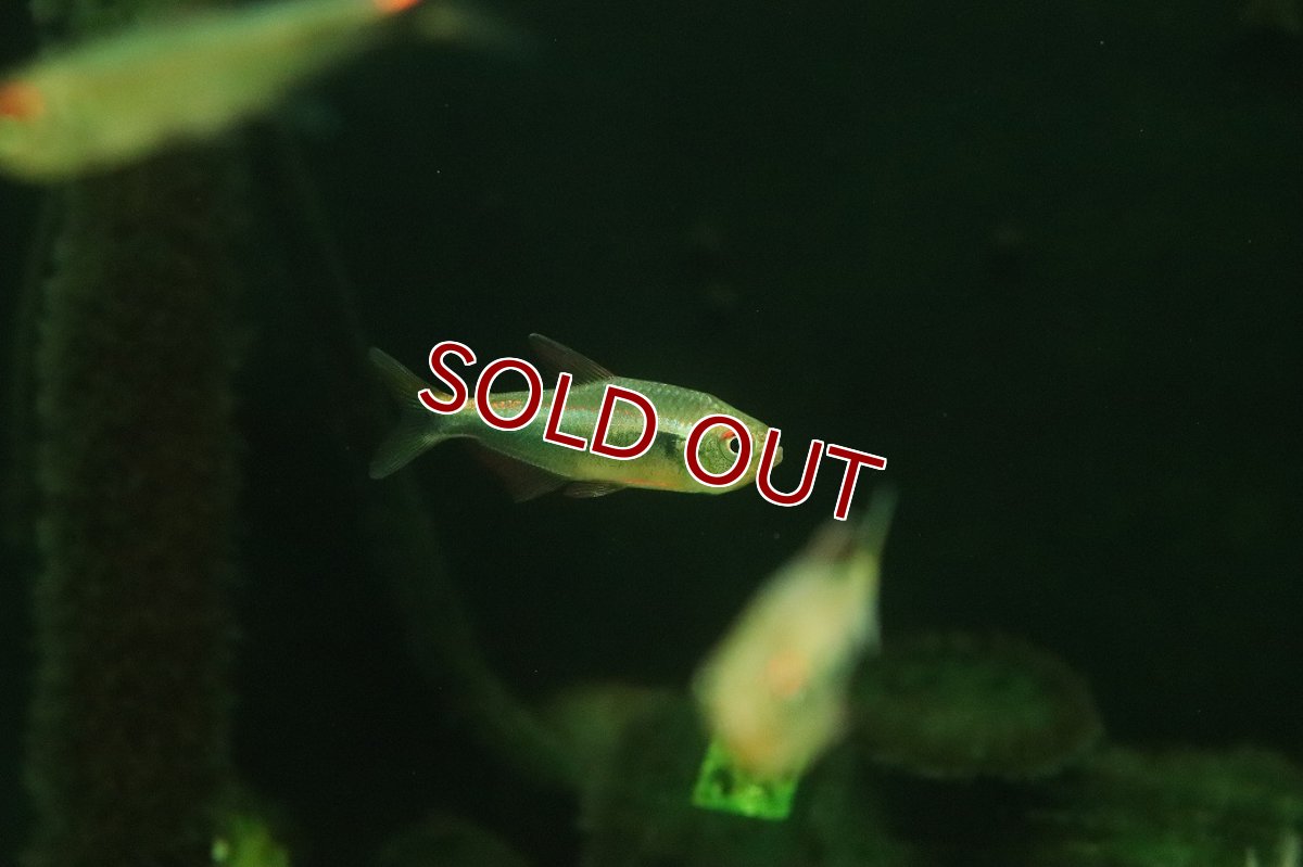 画像2: 【淡水魚】【通販】レッドフィンファラガテトラ リオ マラノン産【１匹 サンプル画像】(珍カラ)(生体)(熱帯魚)NKＣＫ (2)