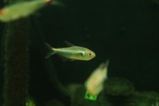 画像2: 【淡水魚】【通販】レッドフィンファラガテトラ リオ マラノン産【１匹 サンプル画像】(珍カラ)(生体)(熱帯魚)NKＣＫ (2)