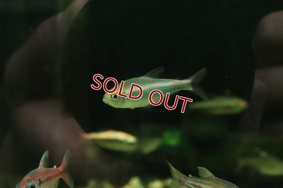 画像3: 【淡水魚】【通販】レッドフィンファラガテトラ リオ マラノン産【１匹 サンプル画像】(珍カラ)(生体)(熱帯魚)NKＣＫ (3)