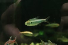 画像3: 【淡水魚】【通販】レッドフィンファラガテトラ リオ マラノン産【１匹 サンプル画像】(珍カラ)(生体)(熱帯魚)NKＣＫ (3)