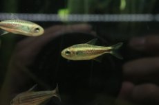 画像1: 【淡水魚】【通販】モンクホーシャ ペティムブアバ serra do cachimb産ワイルド【１匹 サンプル画像】珍カラ(生体)(熱帯魚)NKCK (1)