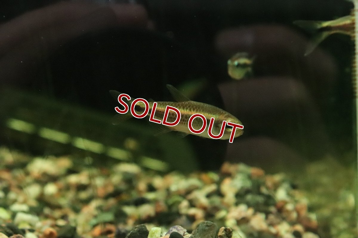 画像2: 【淡水魚】【通販】モンクホーシャ ペティムブアバ serra do cachimb産ワイルド【１匹 サンプル画像】珍カラ(生体)(熱帯魚)NKCK (2)