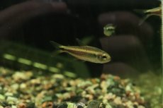 画像2: 【淡水魚】【通販】モンクホーシャ ペティムブアバ serra do cachimb産ワイルド【１匹 サンプル画像】珍カラ(生体)(熱帯魚)NKCK (2)