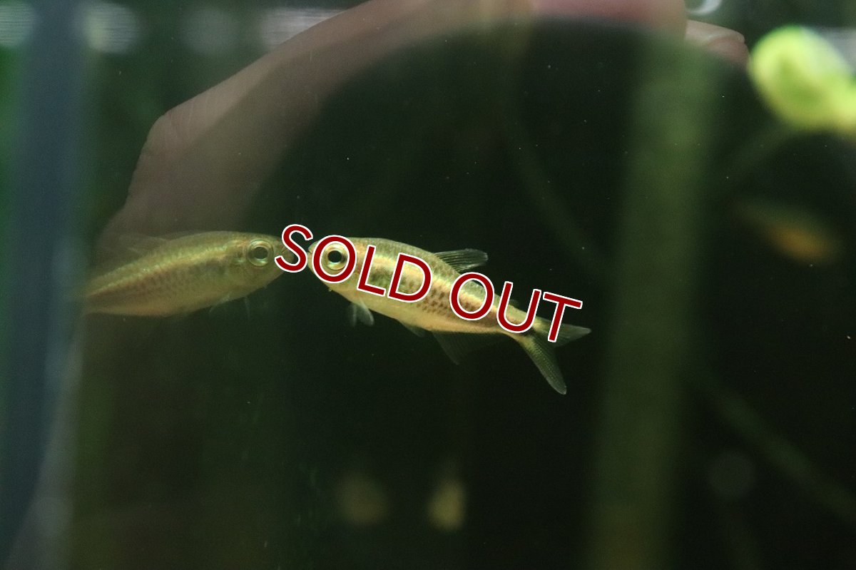 画像3: 【淡水魚】【通販】モンクホーシャ ペティムブアバ serra do cachimb産ワイルド【１匹 サンプル画像】珍カラ(生体)(熱帯魚)NKCK (3)