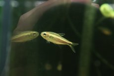 画像3: 【淡水魚】【通販】モンクホーシャ ペティムブアバ serra do cachimb産ワイルド【１匹 サンプル画像】珍カラ(生体)(熱帯魚)NKCK (3)
