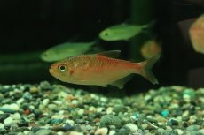 画像1: 【淡水魚】【通販】ピラウルクーテトラ リオイサナ産 ワイルド【１匹 サンプル画像】(珍カラ)(生体)(熱帯魚)NKCK (1)