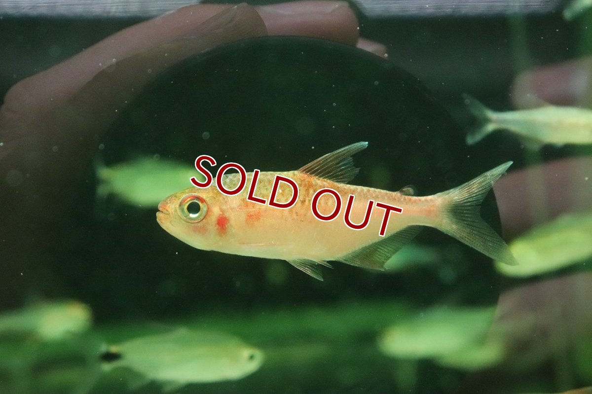 画像2: 【ウィンターセール 10％OFF対象商品】【淡水魚】【通販】50％OFF対象生体 ピラウルクーテトラ リオイサナ産 ワイルド【１匹 サンプル画像】(珍カラ)(生体)(熱帯魚)NKCK (2)