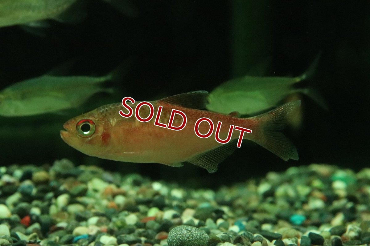 画像3: 【ウィンターセール 10％OFF対象商品】【淡水魚】【通販】50％OFF対象生体 ピラウルクーテトラ リオイサナ産 ワイルド【１匹 サンプル画像】(珍カラ)(生体)(熱帯魚)NKCK (3)