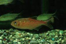 画像3: 【淡水魚】【通販】ピラウルクーテトラ リオイサナ産 ワイルド【１匹 サンプル画像】(珍カラ)(生体)(熱帯魚)NKCK (3)