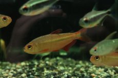 画像1: 【淡水魚】【通販】ギャラクシーテトラ リオイサナ産 ワイルド【１匹 サンプル画像】(珍カラ)(生体)(熱帯魚)NKCK (1)