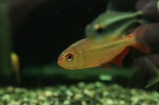 画像2: 【淡水魚】【通販】ギャラクシーテトラ リオイサナ産 ワイルド【１匹 サンプル画像】(珍カラ)(生体)(熱帯魚)NKCK (2)