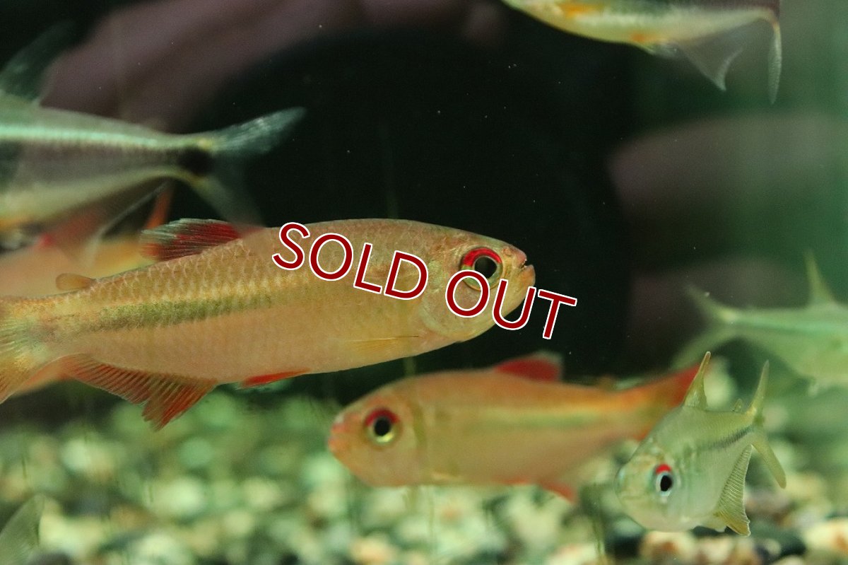 画像3: 【淡水魚】【通販】ギャラクシーテトラ リオイサナ産 ワイルド【１匹 サンプル画像】(珍カラ)(生体)(熱帯魚)NKCK (3)