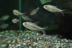 画像1: 【淡水魚】【通販】ギブルツィテトラ コロンビア産 ワイルド(レッドスポットエンペラーテトラ)【１匹 サンプル画像】珍カラ(生体)(熱帯魚)NKCK (1)