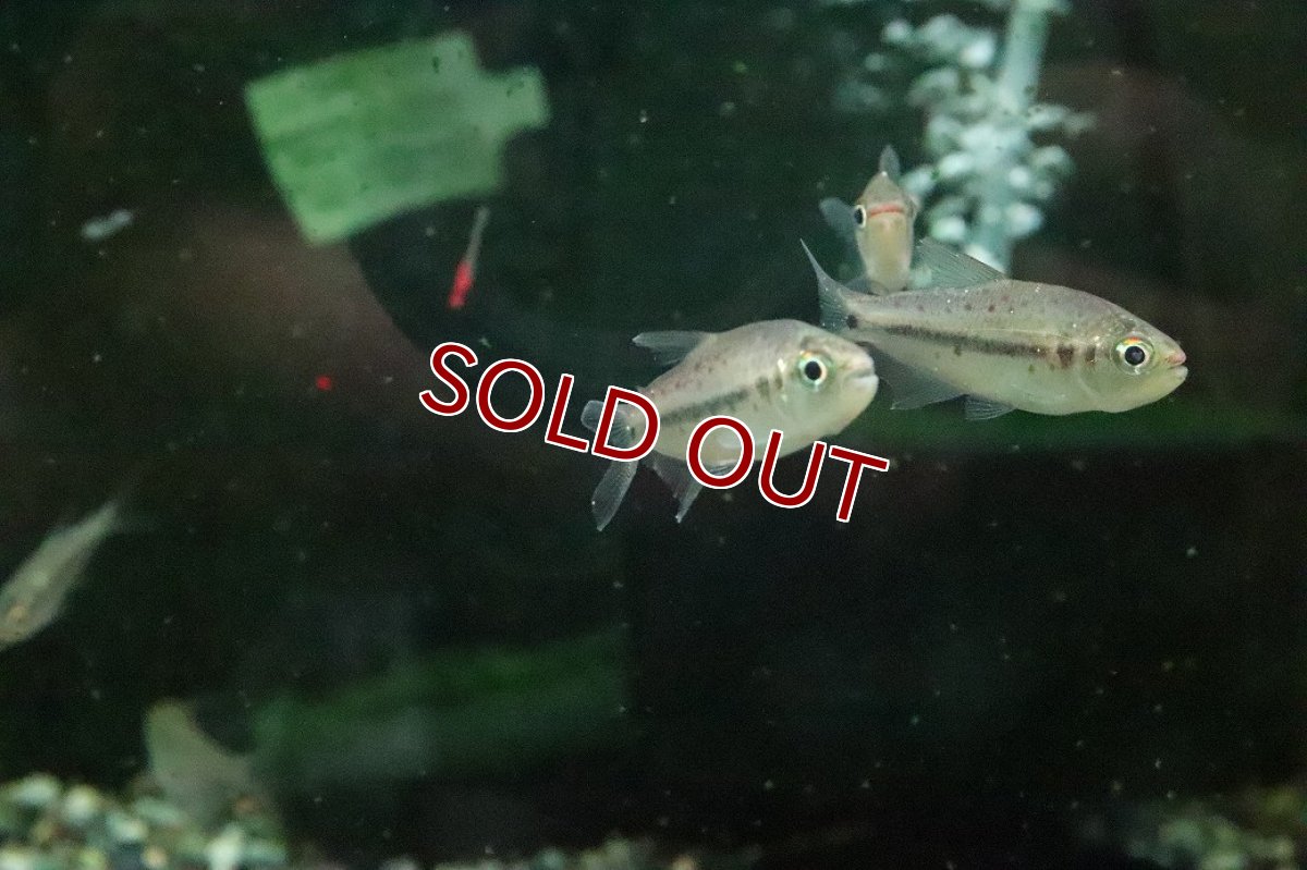 画像2: 【淡水魚】【通販】ギブルツィテトラ コロンビア産 ワイルド(レッドスポットエンペラーテトラ)【１匹 サンプル画像】珍カラ(生体)(熱帯魚)NKCK (2)