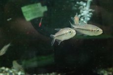 画像2: 【淡水魚】【通販】ギブルツィテトラ コロンビア産 ワイルド(レッドスポットエンペラーテトラ)【１匹 サンプル画像】珍カラ(生体)(熱帯魚)NKCK (2)
