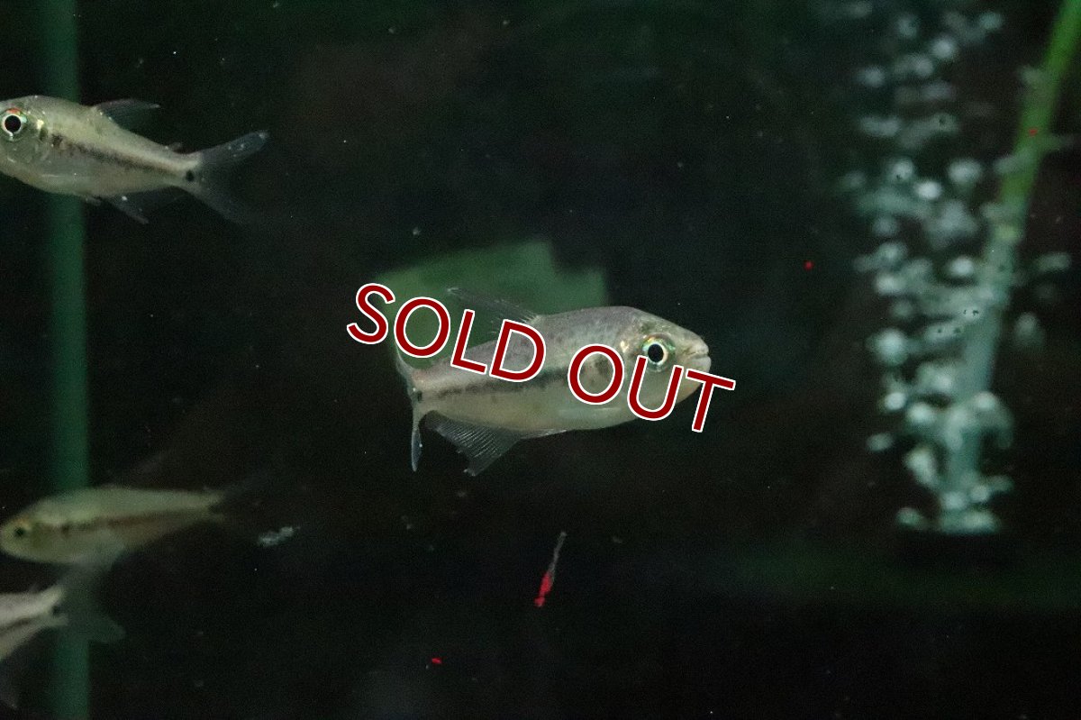 画像3: 【淡水魚】【通販】ギブルツィテトラ コロンビア産 ワイルド(レッドスポットエンペラーテトラ)【１匹 サンプル画像】珍カラ(生体)(熱帯魚)NKCK (3)