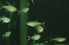 画像1: 【淡水魚】【通販】モンクホーシャ ボニータ　ワイルド【１匹 サンプル画像】(珍カラ)(生体)(熱帯魚)NKCKL (1)