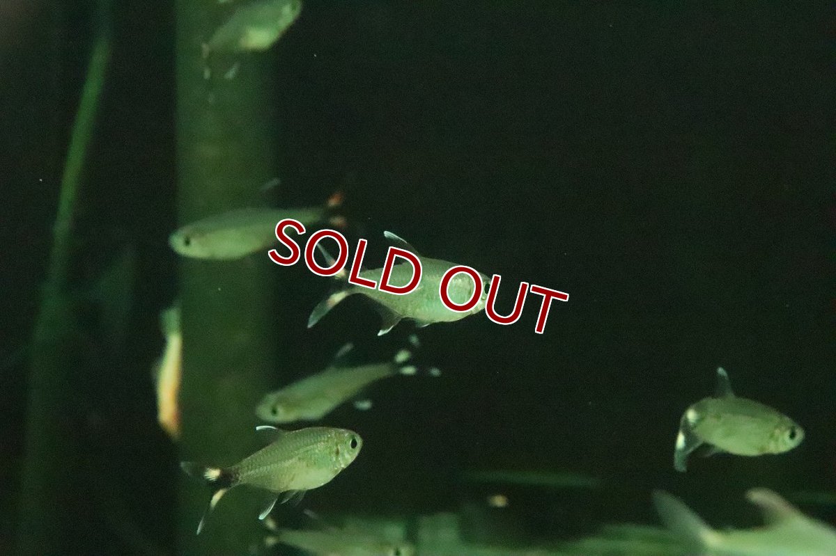 画像2: 【淡水魚】【通販】モンクホーシャ ボニータ　ワイルド【１匹 サンプル画像】(珍カラ)(生体)(熱帯魚)NKCKL (2)