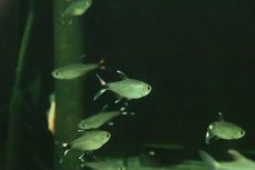 画像2: 【淡水魚】【通販】モンクホーシャ ボニータ　ワイルド【１匹 サンプル画像】(珍カラ)(生体)(熱帯魚)NKCKL (2)