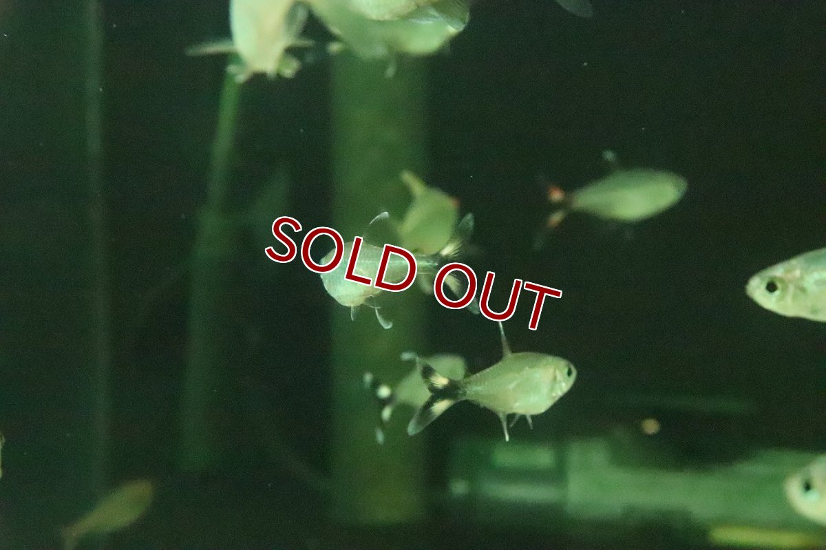 画像3: 【淡水魚】【通販】モンクホーシャ ボニータ　ワイルド【１匹 サンプル画像】(珍カラ)(生体)(熱帯魚)NKCKL (3)