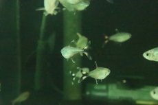 画像3: 【淡水魚】【通販】モンクホーシャ ボニータ　ワイルド【１匹 サンプル画像】(珍カラ)(生体)(熱帯魚)NKCKL (3)