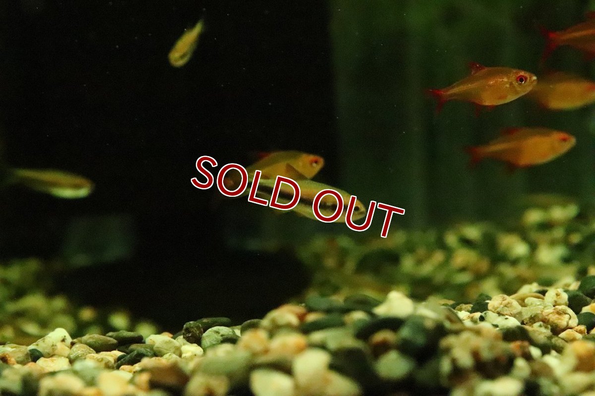 画像1: 【淡水魚】【通販】インパイクティス cf オレンジイエロー【１匹 サンプル画像】(珍カラ)(生体)(熱帯魚)NKCKL (1)