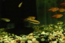 画像1: 【淡水魚】【通販】レア種 インパイクティス cf オレンジイエロー【１匹 サンプル画像】(珍カラ)(生体)(熱帯魚)NKCKL (1)