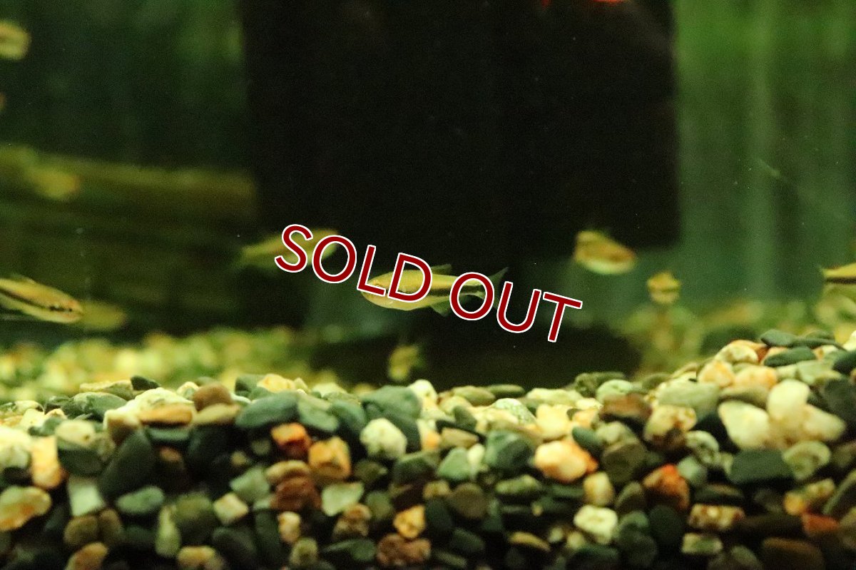 画像2: 【淡水魚】【通販】インパイクティス cf オレンジイエロー【１匹 サンプル画像】(珍カラ)(生体)(熱帯魚)NKCKL (2)