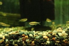 画像2: 【淡水魚】【通販】レア種 インパイクティス cf オレンジイエロー【１匹 サンプル画像】(珍カラ)(生体)(熱帯魚)NKCKL (2)