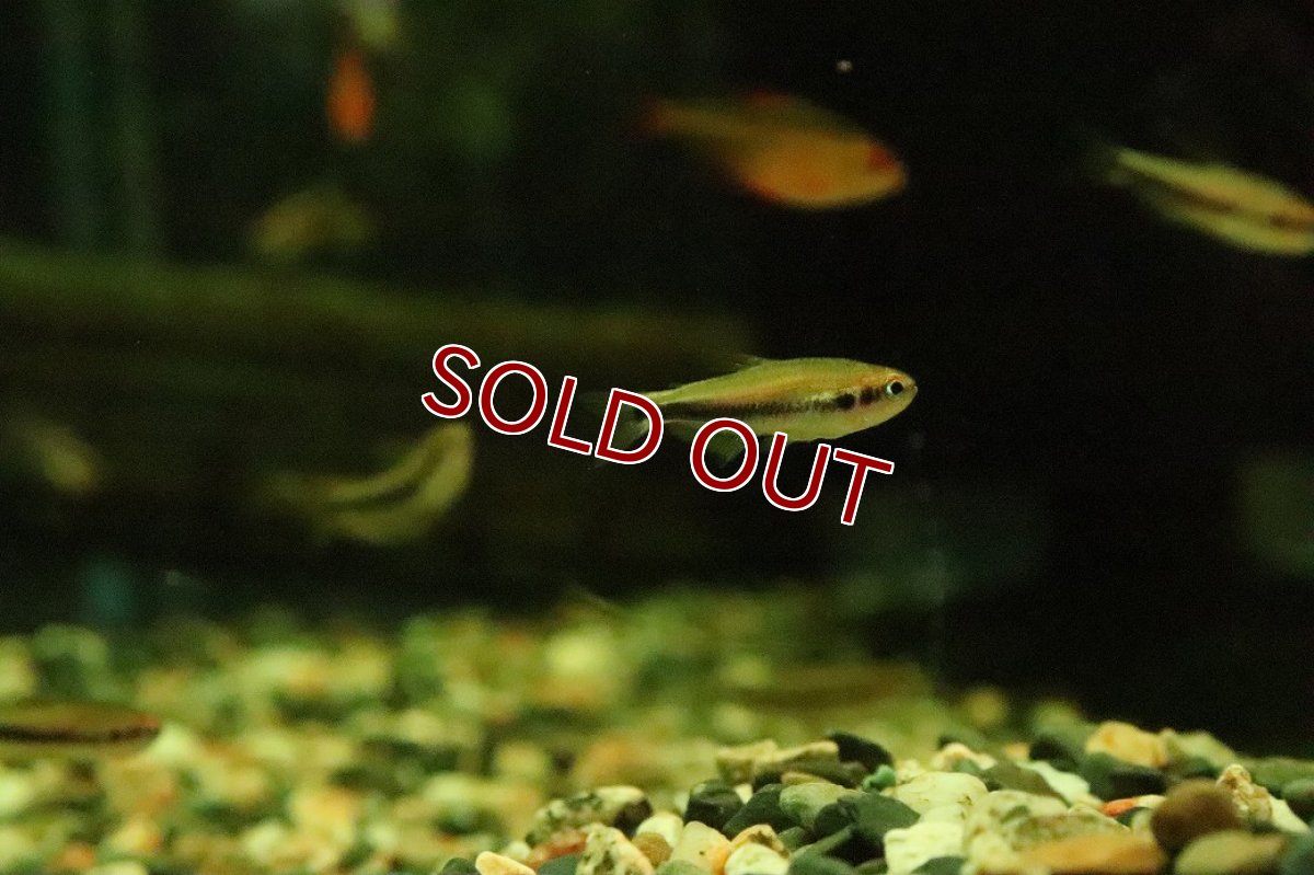 画像3: 【淡水魚】【通販】インパイクティス cf オレンジイエロー【１匹 サンプル画像】(珍カラ)(生体)(熱帯魚)NKCKL (3)