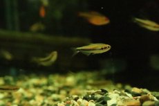 画像3: 【淡水魚】【通販】レア種 インパイクティス cf オレンジイエロー【１匹 サンプル画像】(珍カラ)(生体)(熱帯魚)NKCKL (3)