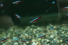 画像1: 【淡水魚】【通販】激レア カージナルテトラ スリナム パラ河 ワイルド【１匹 サンプル画像】(珍カラ)(生体)(熱帯魚)NKCK (1)