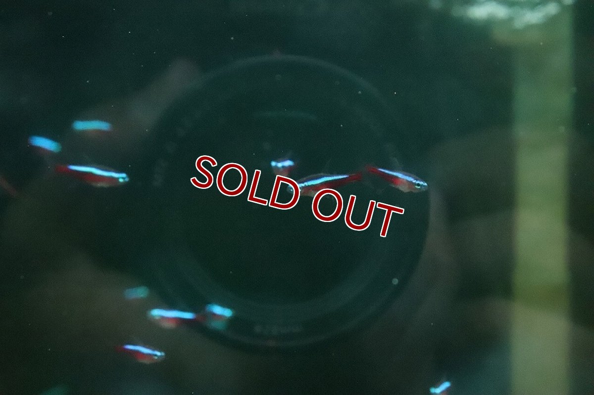 画像2: 【決算セール クーポンご利用で更に10％OFF対象商品】【淡水魚】【通販】爆安 激レア カージナルテトラ スリナム パラ河 ワイルド【5匹 サンプル画像】(珍カラ)(生体)(熱帯魚)NKCK (2)