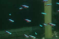 画像3: 【淡水魚】【通販】激レア カージナルテトラ スリナム パラ河 ワイルド【１匹 サンプル画像】(珍カラ)(生体)(熱帯魚)NKCK (3)