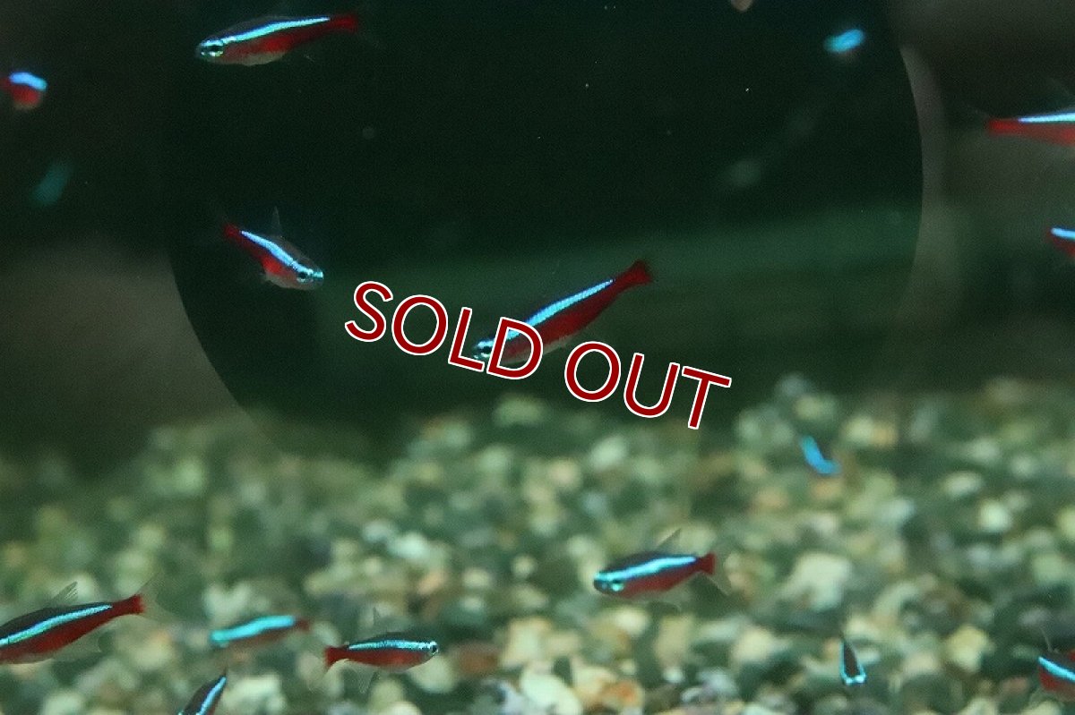 画像1: 【淡水魚】【通販】爆安 激レア カージナルテトラ スリナム パラ河 ワイルド【10匹 サンプル画像】(珍カラ)(生体)(熱帯魚)NKCK (1)