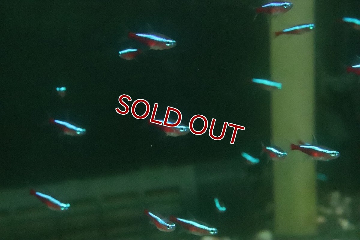 画像2: 【淡水魚】【通販】爆安 激レア カージナルテトラ スリナム パラ河 ワイルド【10匹 サンプル画像】(珍カラ)(生体)(熱帯魚)NKCK (2)